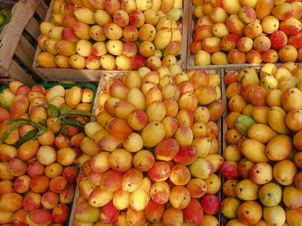 Wooden crates filled with ripe mangoes