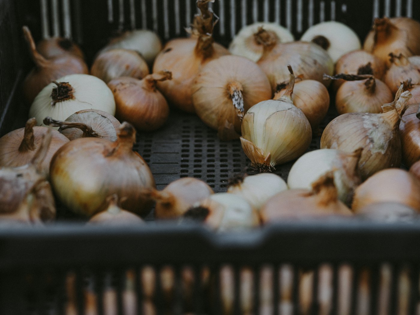Onions in a ventilated plastic crate, the kind of produce handling that precedes grading and export packing