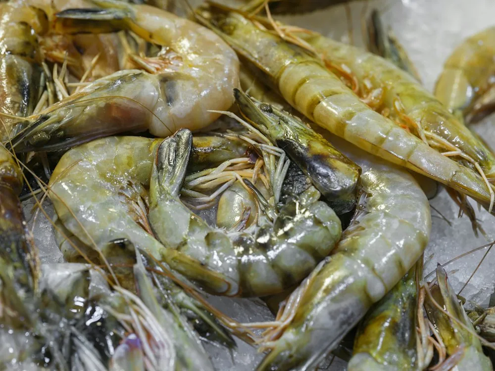 Fresh raw shrimp kept on crushed ice