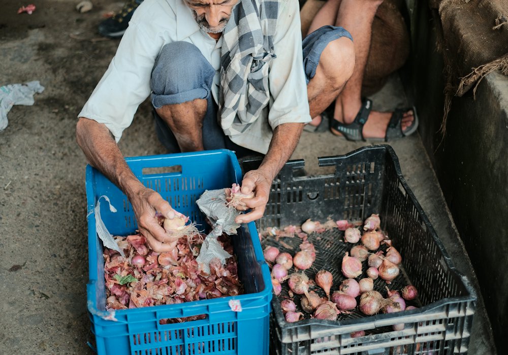 Hands sorting onions between two produce crates