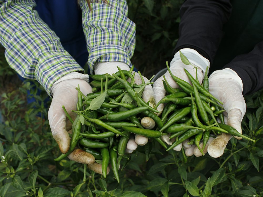 Gloved hands holding freshly harvested green chillies above the crop